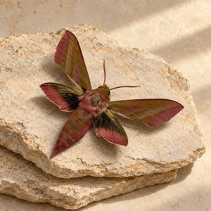 May include: A Deilephila elpenor moth with vibrant pink and olive green striped wings. The moth features a fuzzy pink and green thorax, dark blackish-pink wing bases, and two long, thin antennae extending forward from its head.