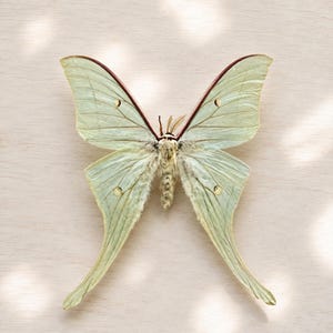 Può includere: Un esemplare di falena Luna color verde lime pallido con grandi ali delicate dotate di lunghe code sottili. La falena ha un corpo soffice di colore chiaro, antenne piumate e piccoli segni circolari su ciascuna delle quattro ali.
