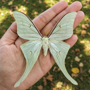 Peut inclure: Un papillon lune vert citron pâle avec de longues queues effilées sur les ailes postérieures, des motifs de nervures délicats et de petites taches oculaires circulaires. Le corps est duveteux et crème, avec des bords supérieurs brun-rouge.