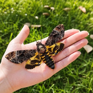 Prawdziwy okaz ćmy trupiej główki | Okazy ćmy czaszki | Wystawa ćmy, okaz motyla, wystrój gotycki, prezent entomologiczny