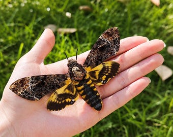 Real Death's Head Hawkmoth Spread Specimen | Skull Moth Specimen | Moth Display, Butterfly Specimen, Gothic Décor, Entomology Gift