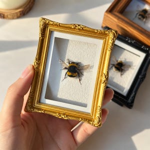 Pode incluir: Uma pequena moldura retangular de cor dourada com detalhes ornamentais em relevo ao longo das bordas. Dentro da moldura, um zangão preservado com listras felpudas pretas e amarelas e asas translúcidas está montado sobre um fundo branco.