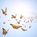 SeptemberButterfly