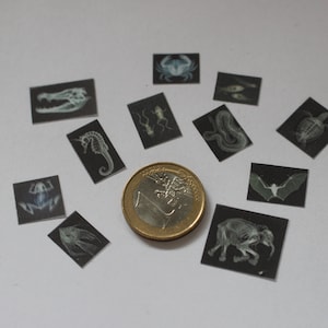 X-ray / röntgen foto&#39;s van dieren voor poppenhuis, schaal 1:12