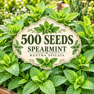 May include: A cream-coloured decorative label with dark green text reading 500 SEEDS SPEARMINT MENTHA SPICATA, surrounded by vibrant green spearmint leaves. The label features a scalloped edge and small illustrations of mint sprigs.