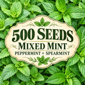 Könnte beinhalten: Ein cremefarbenes, dekoratives Etikett mit dunkelgrünem Text, der 500 SEEDS MIXED MINT PEPPERMINT + SPEARMINT lautet, mit Abbildungen von Minzblättern oben und unten, vor einem Hintergrund aus leuchtend grünen Minzblättern.