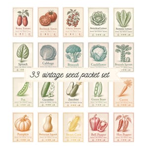 May include: A collection of 33 vintage seed packets featuring detailed botanical illustrations of vegetables including Roma tomatoes, beefsteak tomatoes, cherry tomatoes, butterhead lettuce, romaine lettuce, spinach, cabbage, broccoli, cauliflower, Brussels sprouts, peas, cucumbers, zucchini, green beans, carrots, pumpkins, butternut squash, sweet corn, bell peppers, and hot peppers.