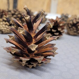 Puede incluir: Una piña de pino marrón con una parte superior puntiaguda y escamas leñosas en capas, colocada en primer plano con varias otras piñas similares desenfocadas al fondo. La piña presenta una mezcla de tonos marrón oscuro y marrón claro.