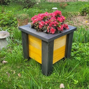 Op de afbeelding: Een vierkante houten plantenbak met een donker antracietgrijs frame en felgele zijpanelen. De plantenbak is gevuld met een tros levendige roze azaleabloemen, wat een contrast laat zien tussen het donkere hout en het gele midden.