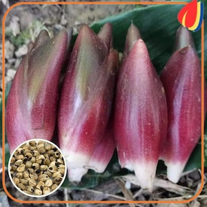 May include: A cluster of myoga ginger buds with deep reddish-purple, pointed tips and pale white bases. A circular inset in the lower left corner displays a collection of small, round, light brown seeds with dark black spots.