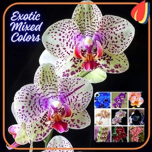 Op de afbeelding: Een Phalaenopsis-orchidee met witte bloemblaadjes met paarse stippen en een fel magenta centrum. De tekst 'Exotic Mixed Colors' staat linksboven. Een raster van negen kleine afbeeldingen toont diverse orchideekleuren waaronder blauw, paars en rood.