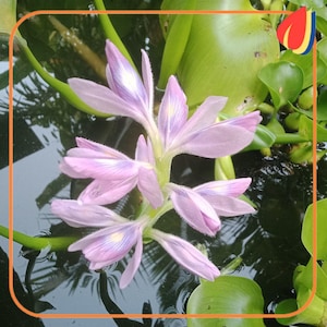 Puede incluir: Un jacinto de agua con un racimo de delicadas flores de color morado claro con una marca amarilla central en los pétalos. La flor está rodeada de hojas verdes gruesas, brillantes y redondeadas que flotan sobre el agua oscura.