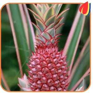 Pineapple 15+ Seeds Organic Fruit