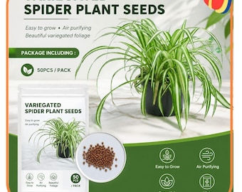 Plante araignée panachée 50 graines