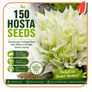 May include: A packet of 150 Hosta seeds featuring a large image of a plant with white and light green leaves. The text reads 150 HOSTA SEEDS, Spectacular Foliage Plant with White and Light Green Leaves, Stunning White & Light Green Foliage, and Premium Quality Seeds.