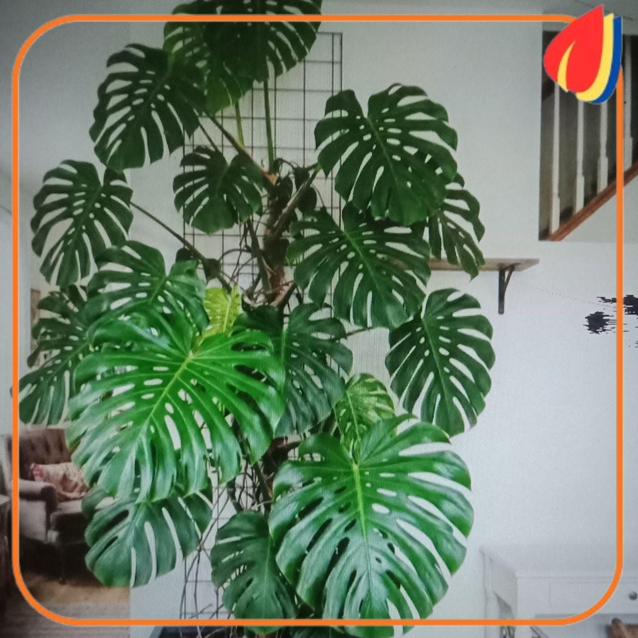 Monstera deliciosa - Etsy 日本