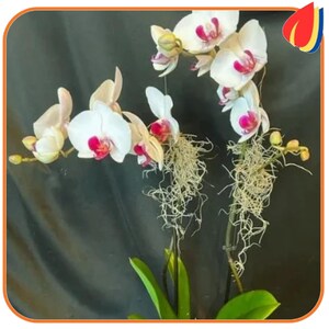 Phalaenopsis Orchid 200 Seeds | Exotic Mixed Colors