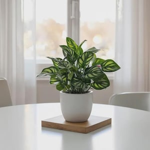 May include: A potted Calathea plant with dark green leaves featuring light green striped patterns. The plant is housed in a smooth, matte white ceramic pot that sits centered on a square, light-toned wooden base on a white surface.