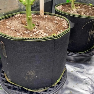 May include: Two black fabric plant pots with neon green stitching and side handles. Each pot contains soil, perlite, and a green plant stem, and sits on a black circular plastic drainage tray within a reflective grow tent environment.