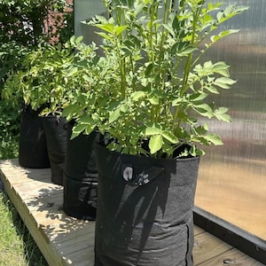 May include: Three black fabric grow bags containing vibrant green potato plants with upright stems and compound leaves. Each cylindrical container features sturdy black handles on the sides, providing a portable solution for gardening.