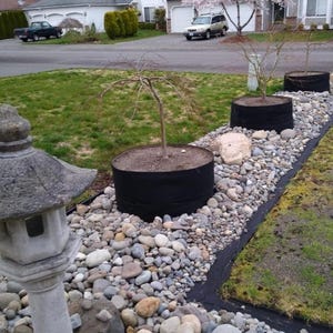 May include: A stone lantern stands in the foreground of a garden bed filled with smooth river rocks. Three black fabric plant containers hold small trees, with one tree featuring delicate pink blossoms, set against a suburban residential backdrop.