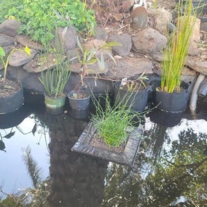 May include: A collection of aquatic plants in black fabric pots and plastic containers arranged in a dark pond. A square floating planter with green grass sits in the center of the water, surrounded by various potted plants along the rocky edge.