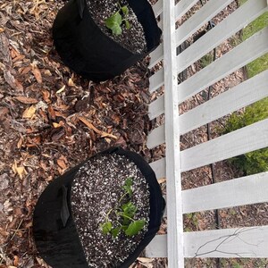 May include: Two round black fabric grow bags filled with dark potting soil and small green seedlings. Each container features sturdy side handles and is positioned upright on a ground surface covered in brown wood mulch near a white picket fence.
