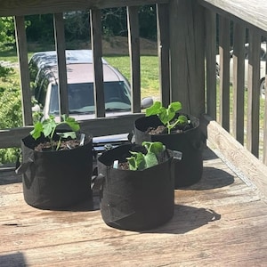 May include: Three black fabric grow bags, each containing a small green plant with broad leaves growing in dark soil. The cylindrical containers feature sturdy side handles and are positioned on a wooden surface, showcasing a simple gardening setup.
