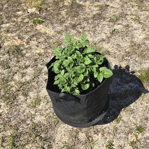 May include: A black fabric grow bag containing a green potato plant with lush, textured leaves. The container is cylindrical with two black side handles and a reinforced circular base, positioned upright to support the growth of the plant.