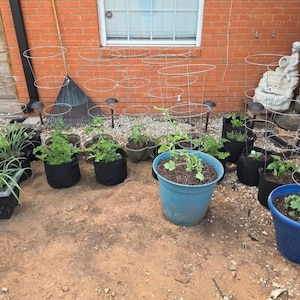 May include: A collection of gardening containers including black fabric grow bags, a square black plastic planter, and two round blue plastic pots. Several plants are supported by circular wire tomato cages placed within the various containers.