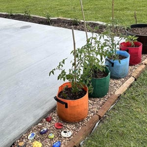 May include: A series of four fabric plant pots in orange, green, blue, and red, each containing a green plant supported by a bamboo stake. The pots are arranged in a line on a bed of small brown gravel, decorated with several small painted rocks.