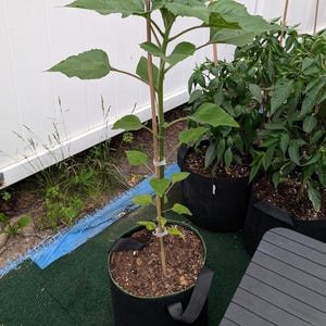 May include: A young sunflower plant with large green leaves and a central stalk supported by a thin wooden stake, growing in a black fabric container filled with soil. The plant is positioned upright with white plastic ties securing the stem.