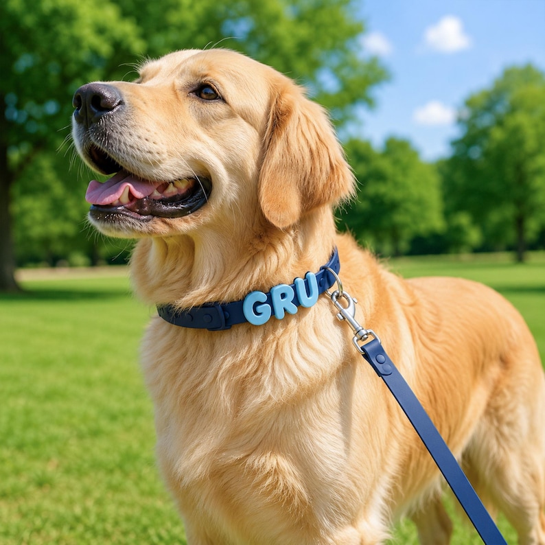 May include: A golden retriever wearing a dark blue collar with light blue letters spelling GRU attached to the front. The collar is connected to a matching dark blue leash with a silver metal swivel snap hook attached to a metal D-ring on the collar.