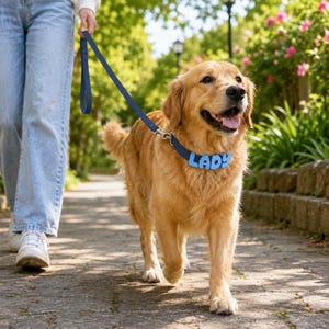 May include: A golden retriever wearing a dark blue collar with the name LADY spelled out in light blue block letters. The dog is attached to a matching dark blue leash. The collar features a metal D-ring for the leash attachment and a buckle.