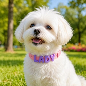 May include: A small white dog with fluffy fur wearing a light pink collar. The collar features four individual purple block letters spelling out the name LADY, which are attached to the front of the strap. The dog has dark eyes and a pink tongue.