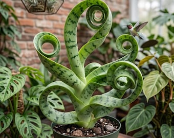 Zeldzame spiraalslangplant levend | Gekrulde Sansevieria Cylindrica in pot | Exotische luchtzuiverende kamerplant | Uniek modern woondecoratiecadeau