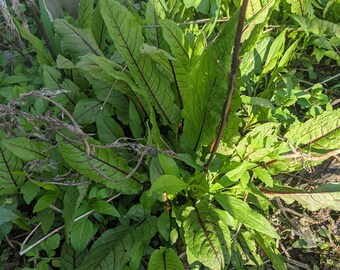 Rumex Sanguineus Bloody Dock Two 2 yr Old Plants Perennial Vegetable Greens