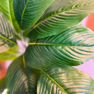 May include: A close-up view of a lush artificial plant featuring multiple large, vibrant green leaves. The leaves display a realistic texture with prominent veins and a glossy finish, radiating outward from a central point in a dense, layered arrangement.