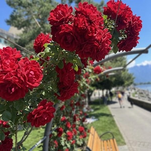 Op de afbeelding: Een tros felrode rozen die op een metalen latwerkstructuur groeien. De bloemen hebben meerdere lagen bloemblaadjes en zijn omgeven door groene bladeren. Een houten bank met een zwart metalen frame staat langs een geplaveid pad.