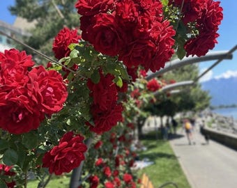 Guia Completo de Cuidados com Rosas em PDF | Poda, Adubação, Rosas Trepadeiras e Proteção contra o Inverno | Guia de 70 Páginas