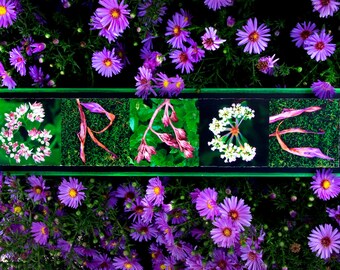 Words Inspired by Nature: GRACE in spring green and pink (photography, handmade gift, home decor, inspirational art)