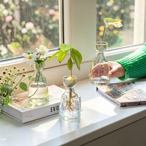 May include: Three clear glass vases with a narrow neck and wide base. Two vases contain water and plants: one holds a white daisy and a small white flower, while the other holds an avocado pit with roots and green leaves. One vase is empty.