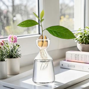 May include: A clear glass propagation vase with a narrow neck and wide base, containing water and a sprouted avocado pit with visible roots. The plant has a single stem with several bright green leaves extending from the top of the pit.