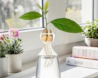 Avocado Growing Kit – Glass Seed Starter Vase for Hydroponic Plant Growing