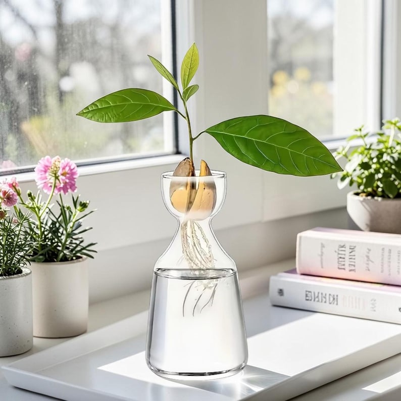 May include: A clear glass propagation vase with a narrow neck and wide base, containing water and a sprouted avocado pit with visible roots. The plant has a single stem with several bright green leaves extending from the top of the pit.