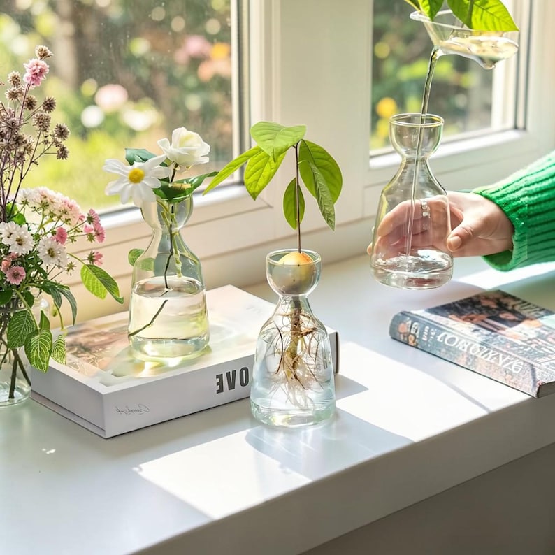 May include: Three clear glass vases with narrow necks and wide bases. One vase holds a white flower, another contains an avocado pit with roots and leaves, and the third is being filled with water from a glass funnel, all resting on books.