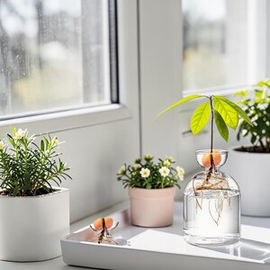 May include: A clear glass vase containing water and an avocado pit with a small green sprout and visible roots. The vase is positioned on a white tray alongside a small potted plant with white flowers and a separate avocado pit in a glass holder.