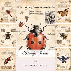 Puede incluir: Una colección de papeles para diario de estilo vintage con ilustraciones científicas de insectos, incluyendo una mariquita, libélula, mariposa vanessa cardui, abejorro, hormiga de terciopelo y abeja carpintera violeta con texto.