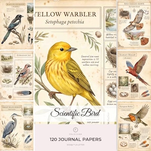 Puede incluir: Una colección de 120 papeles de diario con ilustraciones científicas de aves, incluyendo la reinita amarilla, la urraca, el busardo colirrojo, el arrendajo, la guacamaya roja, la garza azul y el petirrojo, con texto descriptivo.
