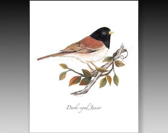 Dark-eyed Junco Bird Print: Acrylic Painting Art, Bird Card Available